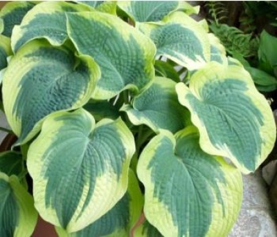 Hosta northern exposure